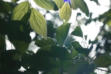 尋找百名困境兒童，聆聽童音，護(hù)苗成長(zhǎng)